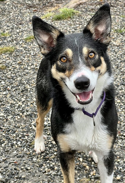 BELLA - Border Collie available for adoption