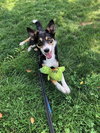 Bella - Photo 3