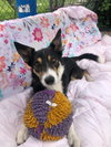 Bella - Photo 1