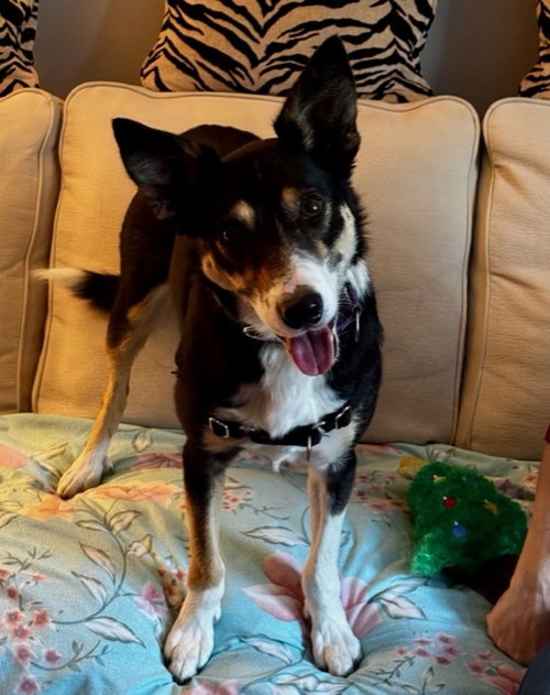 BELLA - Border Collie for adoption in Stamford