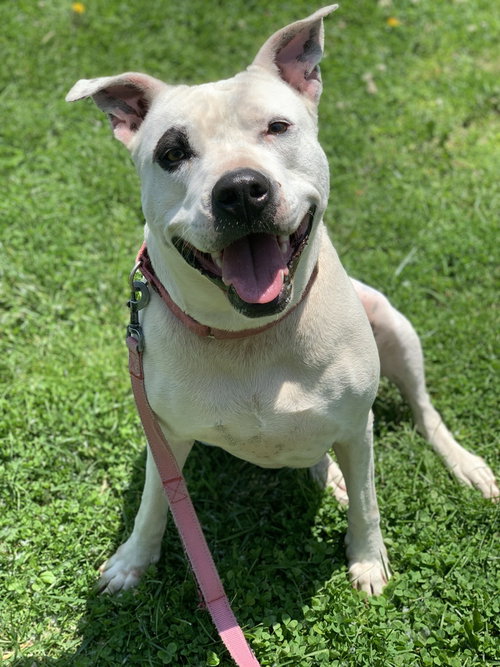 HAWAII - Terrier available for adoption