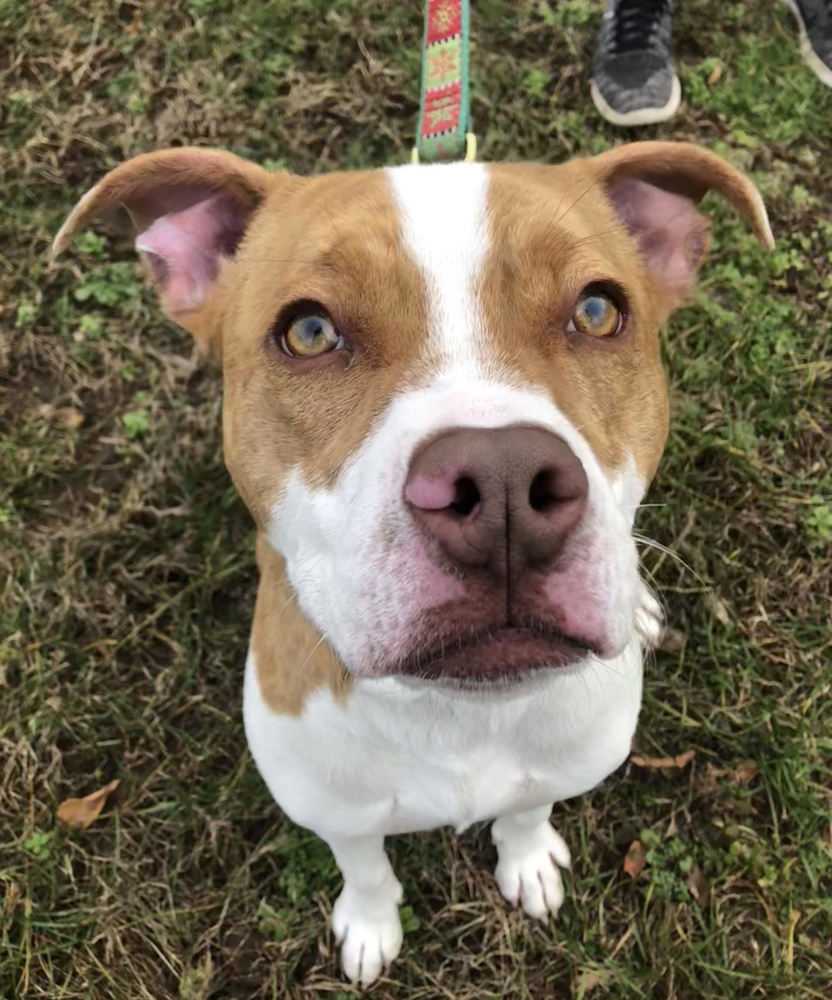 adoptable Dog in Elmsford, NY named Chip