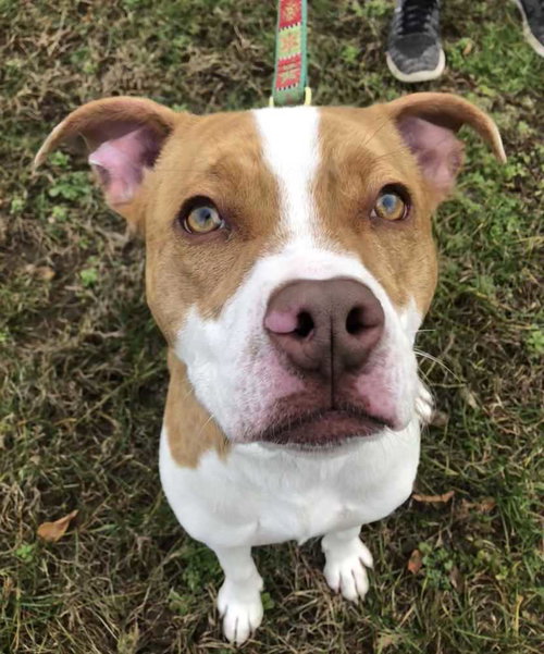 CHIP - Bulldog / Terrier available for adoption