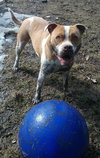 Chip - Photo 3
