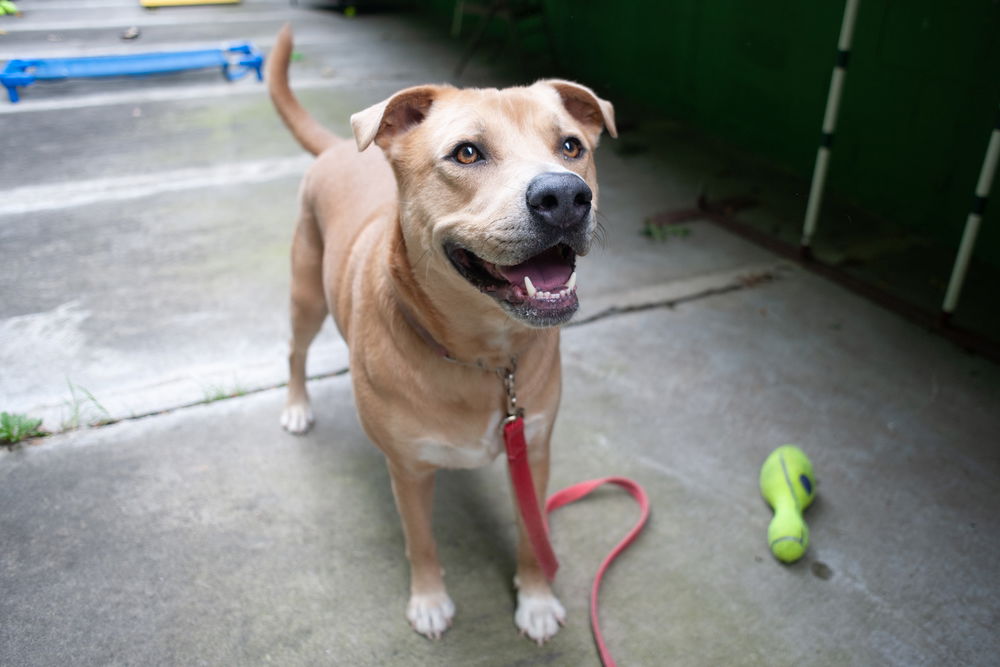 adoptable Dog in Elmsford, NY named Peanut