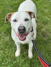 adoptable Dog in elmsford, NY named Liam