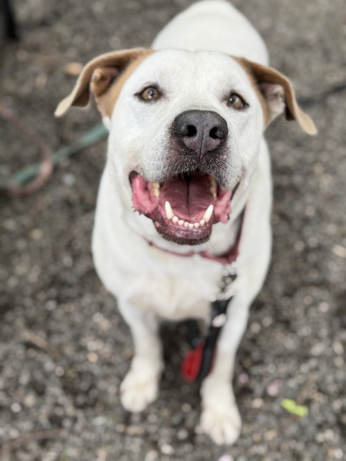 LIAM - Pointer available for adoption