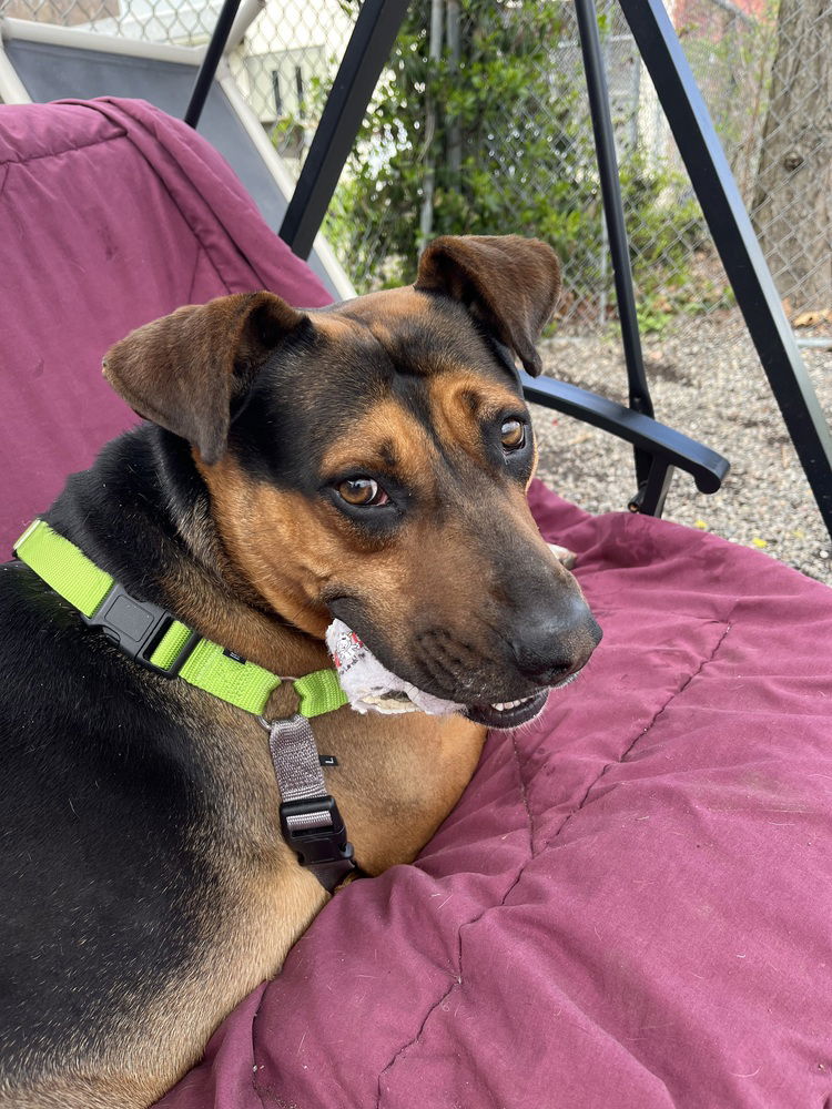 adoptable Dog in Elmsford, NY named Duke