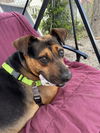 adoptable Dog in  named Duke