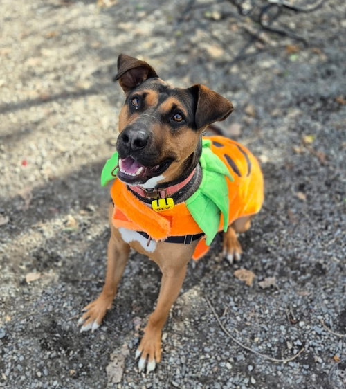 DUKE - Hound / Shepherd available for adoption