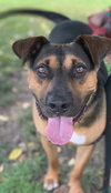 Duke - Photo 3