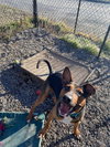 Duke - Photo 4