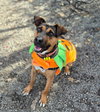 Duke - Photo 4