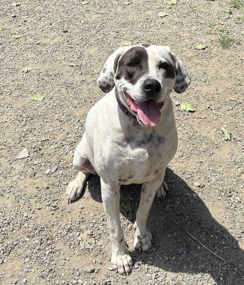 adoptable Dog in Elmsford, NY named Adelaide