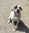 adoptable Dog in  named Adelaide