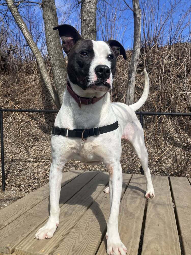 adoptable Dog in Elmsford, NY named Roscoe