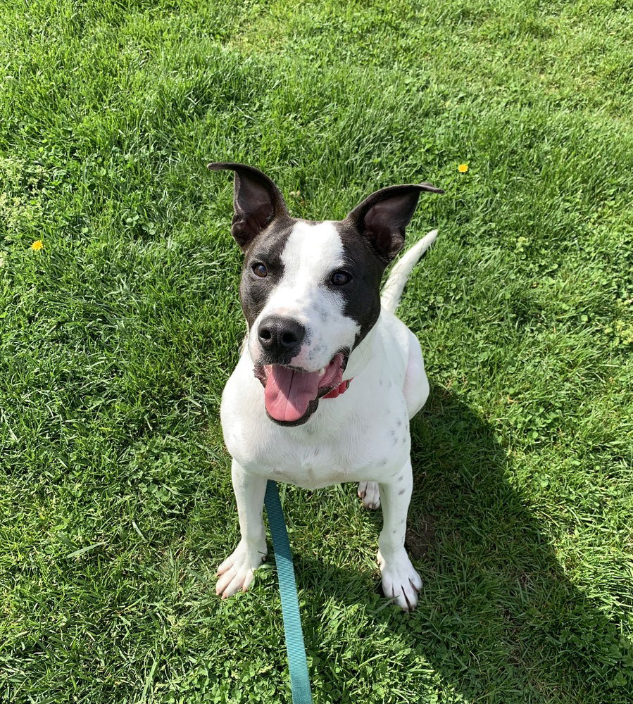 adoptable Dog in Elmsford, NY named Roscoe