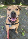 adoptable Dog in  named Candy
