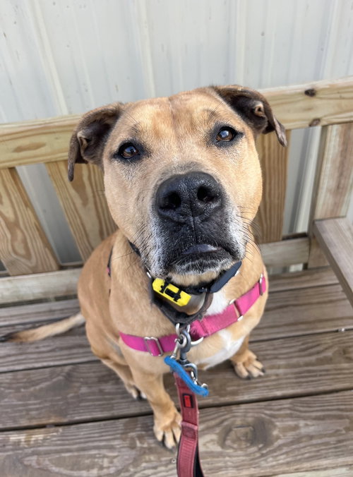 CANDY - Catahoula Leopard Dog available for adoption