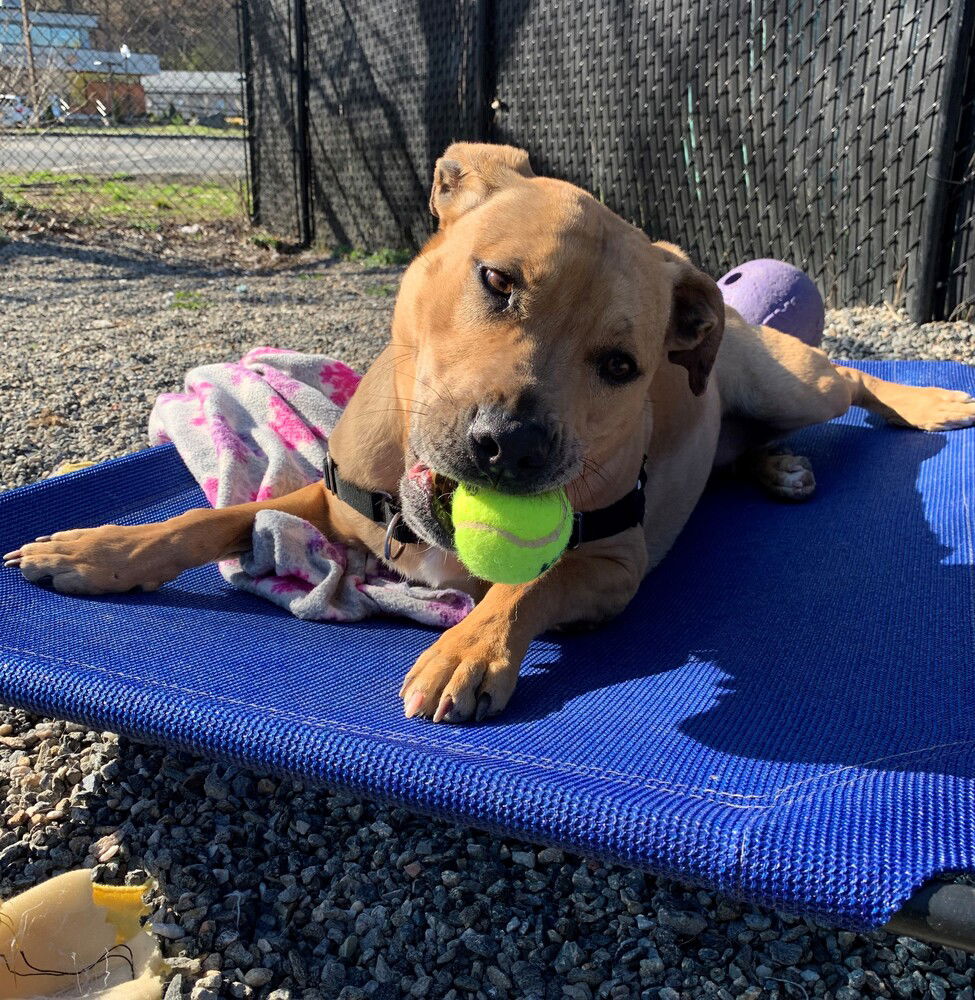 adoptable Dog in Elmsford, NY named Candy