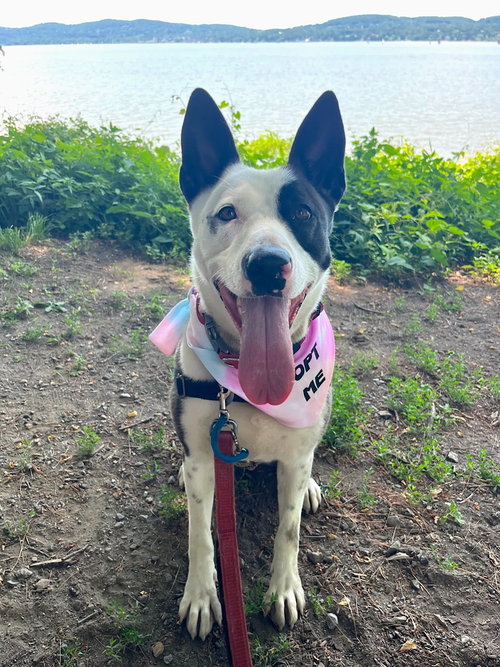 CHANCE - Terrier available for adoption