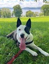 maple - Photo 3