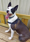 maple - Photo 4