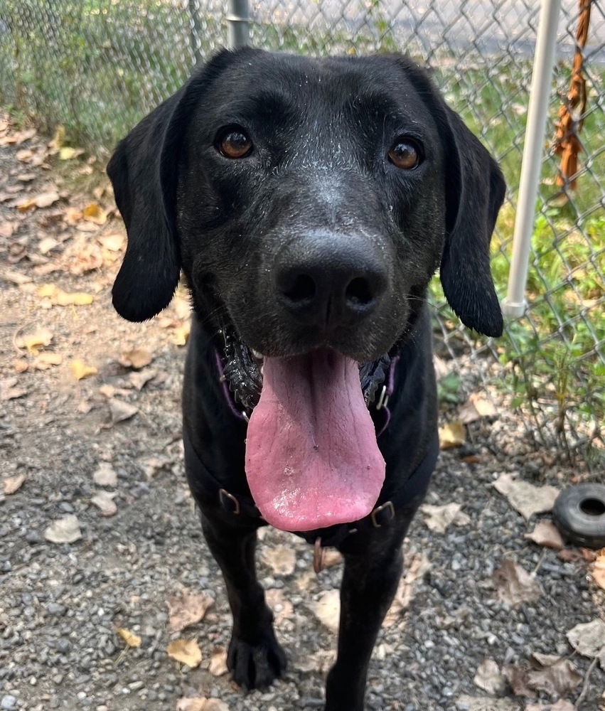 adoptable Dog in Elmsford, NY named Panther