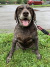 adoptable Dog in  named Remi