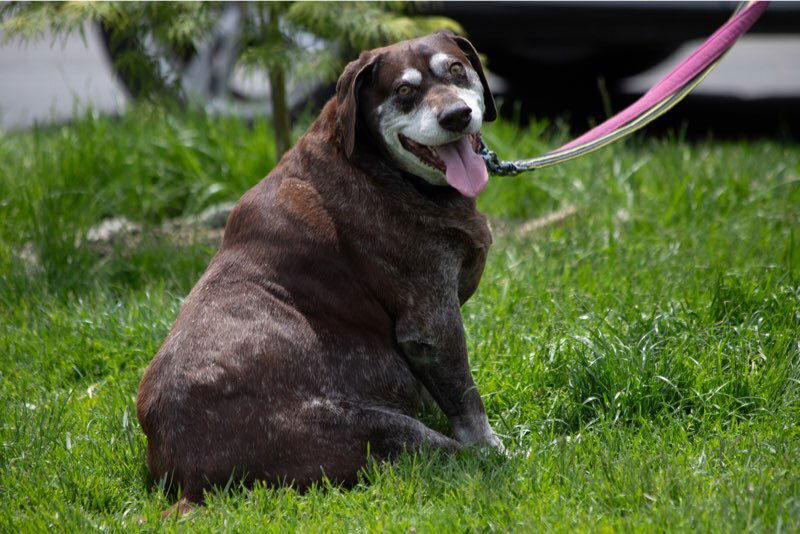 adoptable Dog in Elmsford, NY named Remi