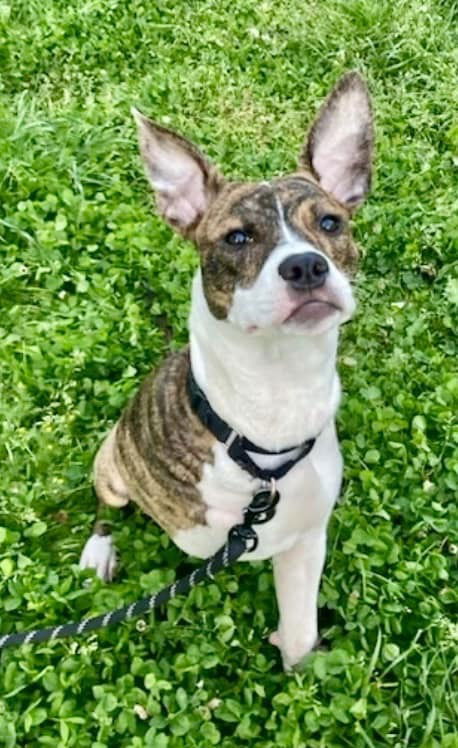 adoptable Dog in Elmsford, NY named Flower **Courtesy Post**