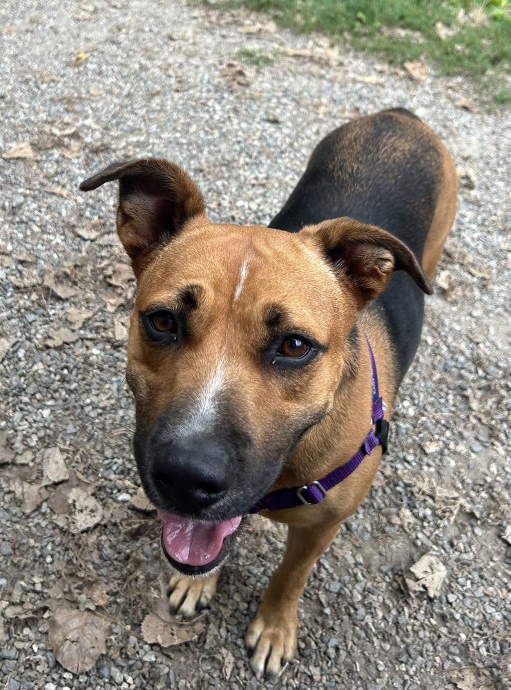 adoptable Dog in Elmsford, NY named Poptart