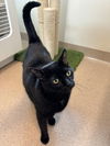 adoptable Cat in Elmsford, NY named Emma