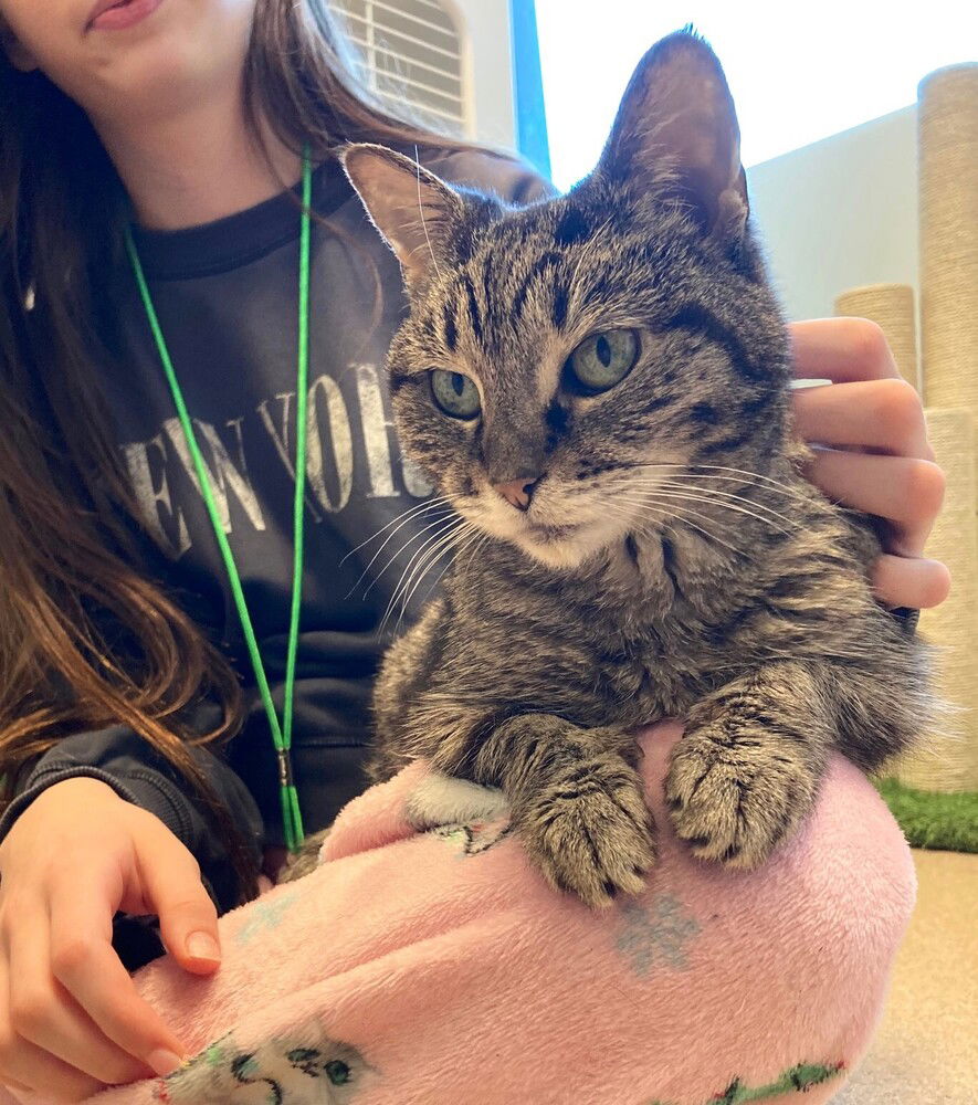 adoptable Cat in Elmsford, NY named The Great Magnus