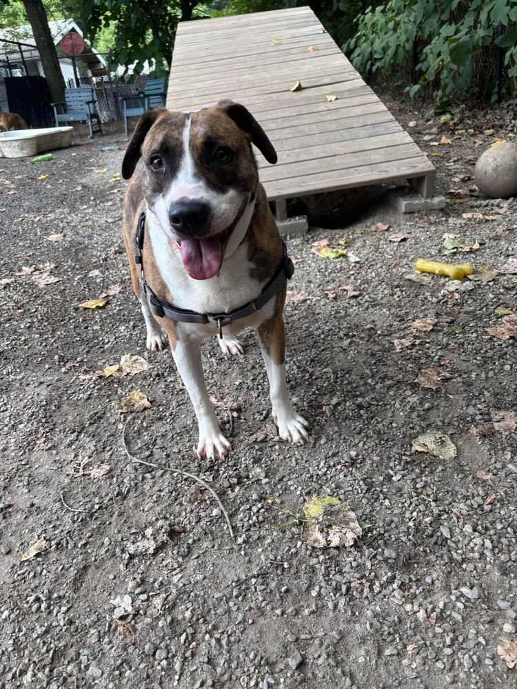 adoptable Dog in Elmsford, NY named Loo
