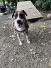 adoptable Dog in elmsford, NY named Loo
