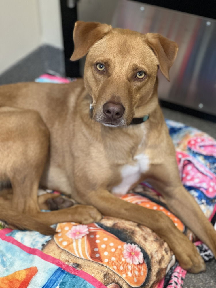 adoptable Dog in Elmsford, NY named Manolin