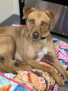 adoptable Dog in elmsford, NY named Manolin