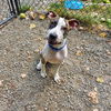 adoptable Dog in Elmsford, NY named Frida