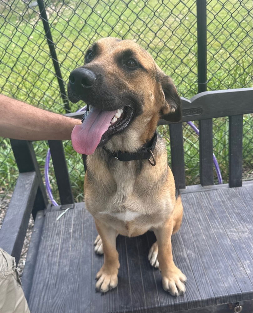 adoptable Dog in Elmsford, NY named Hunter