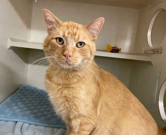 adoptable Cat in Elmsford, NY named Benjamin