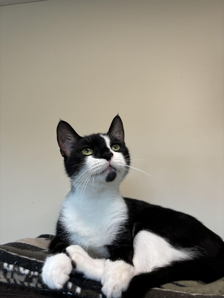 adoptable Cat in Elmsford, NY named Kiara