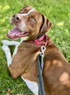 adoptable Dog in  named Garlic