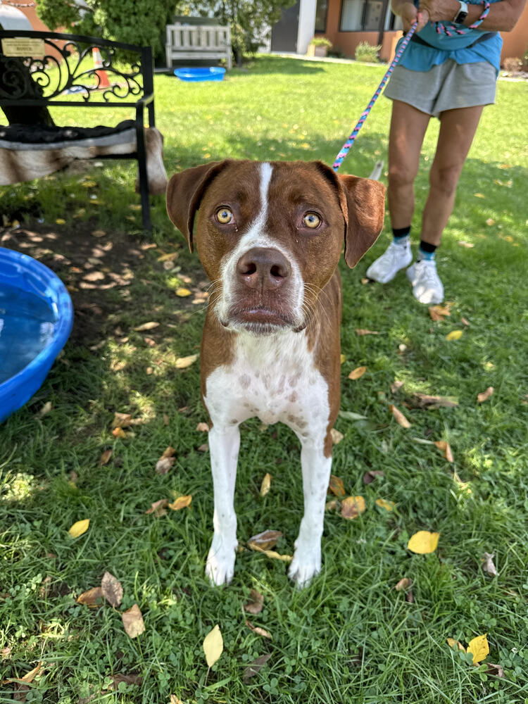 adoptable Dog in Elmsford, NY named Garlic