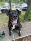 adoptable Dog in  named Bagheera