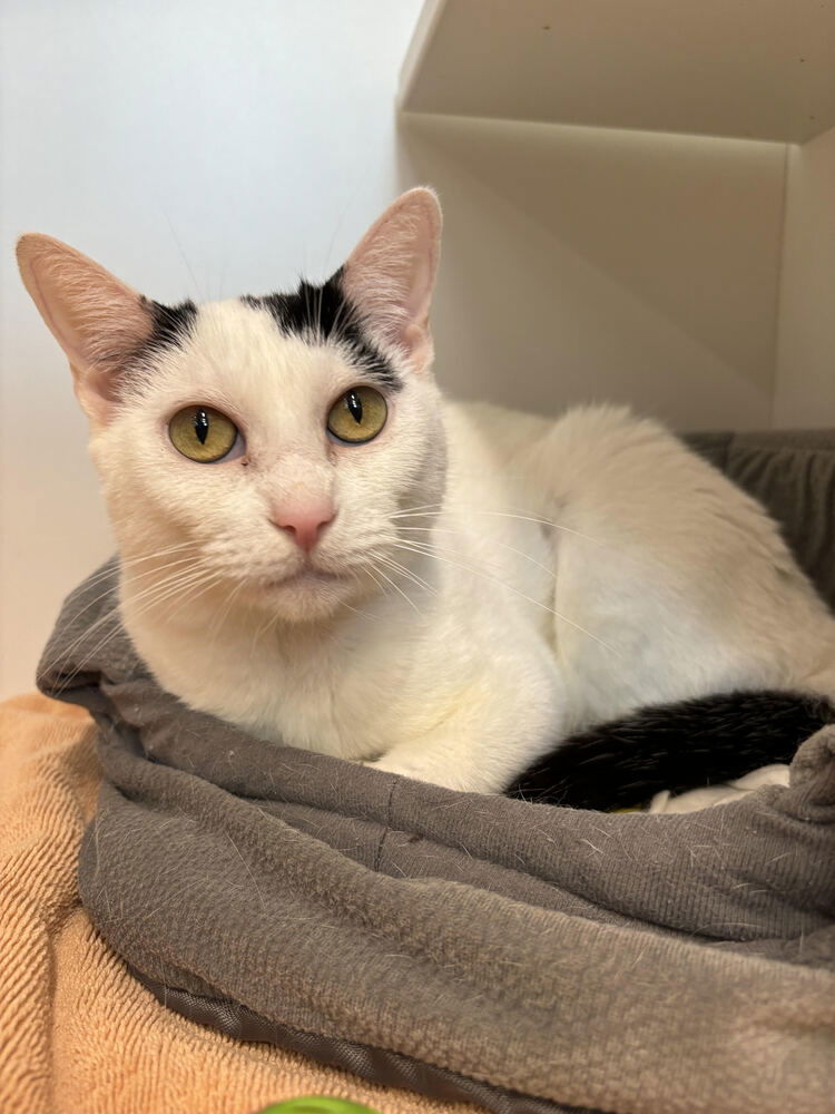 adoptable Cat in Elmsford, NY named Snow