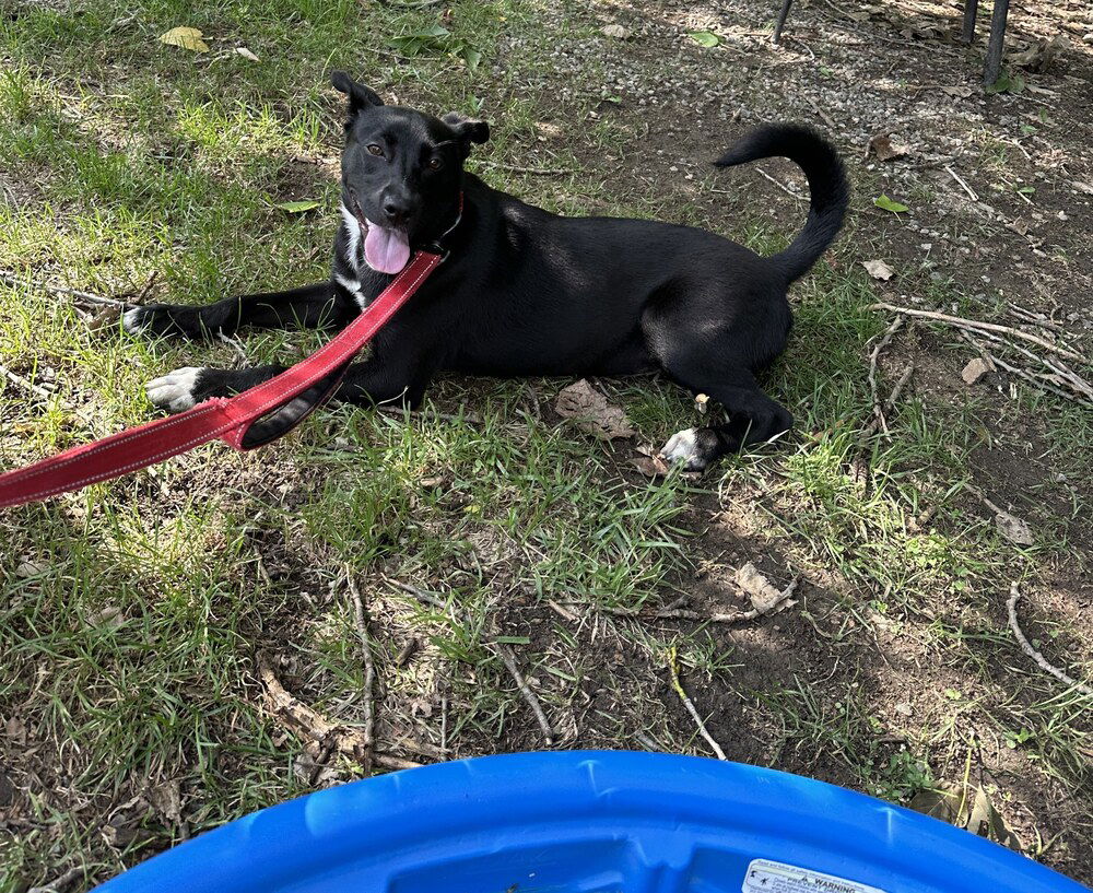 adoptable Dog in Elmsford, NY named Watermelon