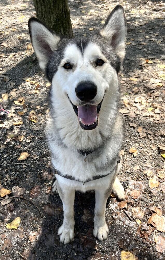 adoptable Dog in Elmsford, NY named Stedman