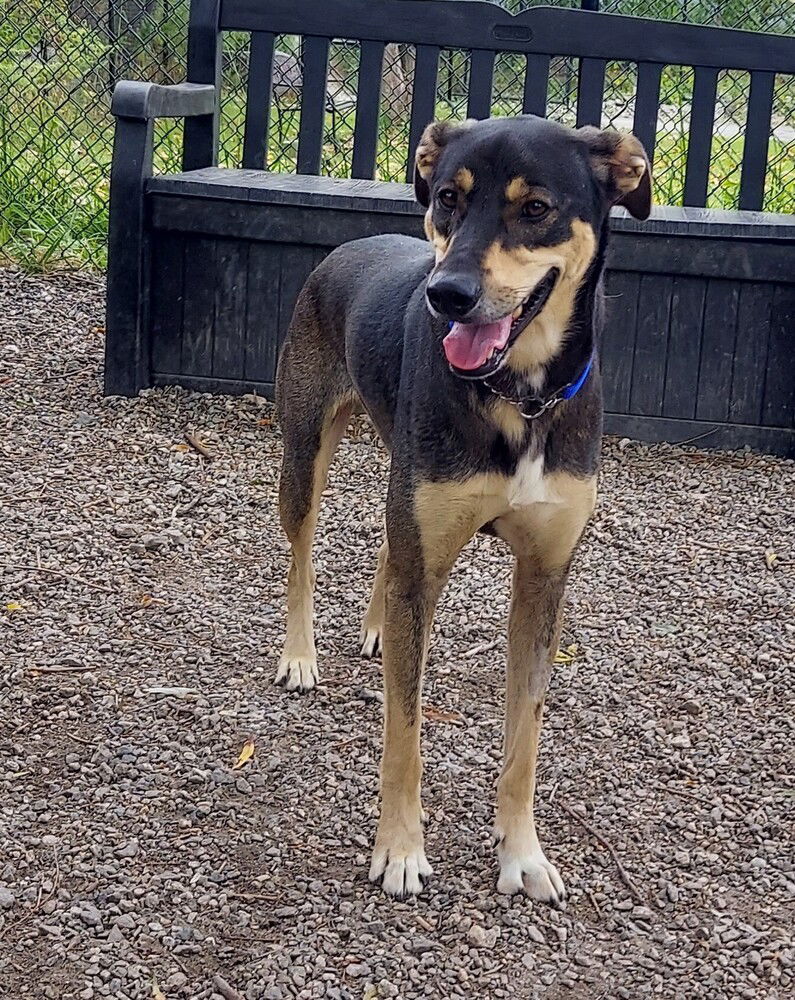 adoptable Dog in Elmsford, NY named Squirrel