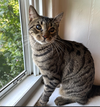 adoptable Cat in Elmsford, NY named Alfalfa